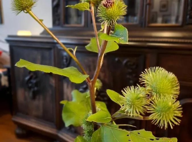 Appartement Bydgostia Bydgoszcz